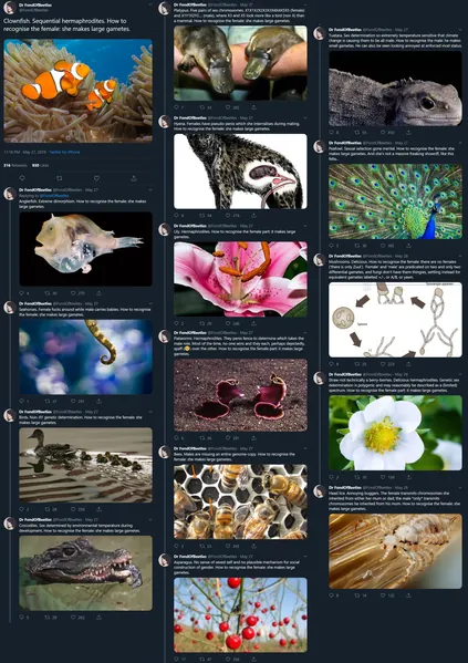 Archivo:Sex Explained by DrFondOfBeetles.jpg