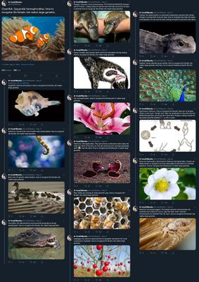 A very long Twitter thread by @DrFondOfBeetles in which we see binary sex across a wide spectrum of species.
