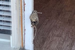 Um rato morto pregado à moldura da porta do VRR.