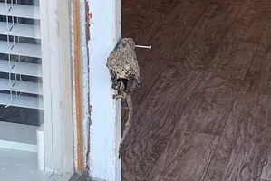 Um rato morto pregado à moldura da porta do VRR.