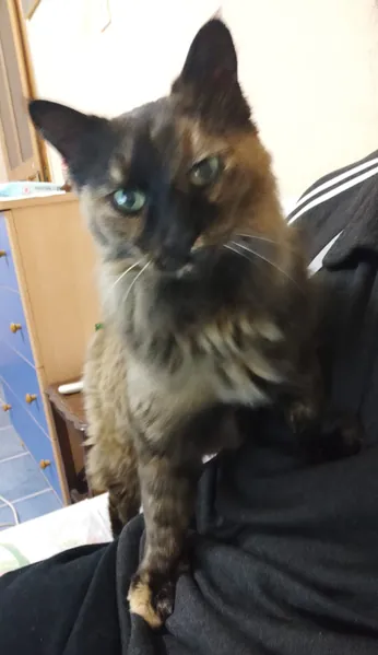 Ficheiro:Cat.jpeg