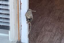 A dead rat nailed to the door frame of VRR