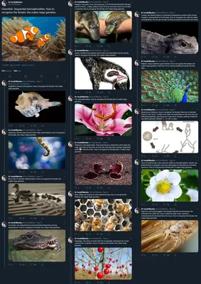 A very long Twitter thread by @DrFondOfBeetles in which we see binary sex across a wide spectrum of species.
